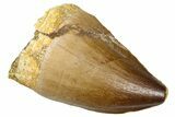 Fossil Mosasaur (Thalassotitan) Tooth - Morocco #374591-1